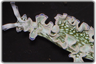 Atlantic Lettuce Slug